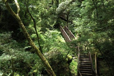 拉拉山國家森林遊樂區 巨木步道