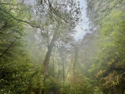 拉拉山國家森林遊樂區 霧間森林