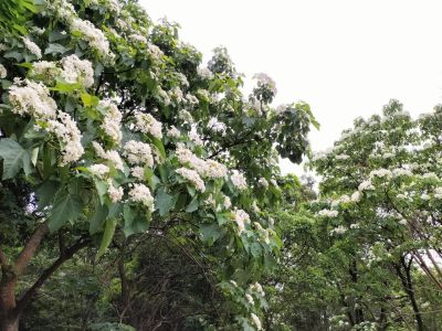  客家桐花祭