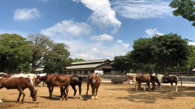  后里馬場