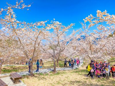 福壽山農場千櫻園 02