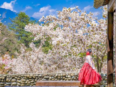 福壽山農場千櫻園 03櫻花樹下