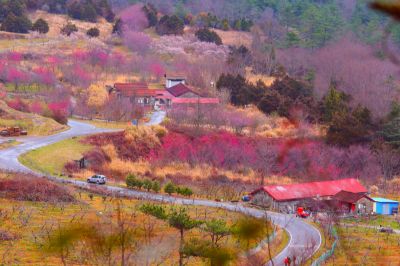  櫻花紅渲染武陵大地