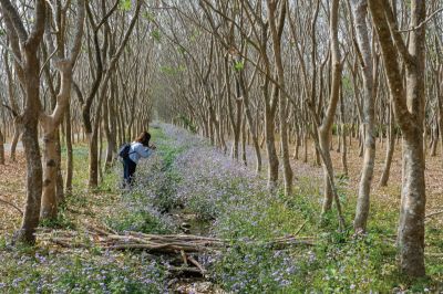 Travel In Taiwan 臺灣觀光月刊英文版—2023.May-June 屏東_林後四林平地森林園區_溫宏嘉攝