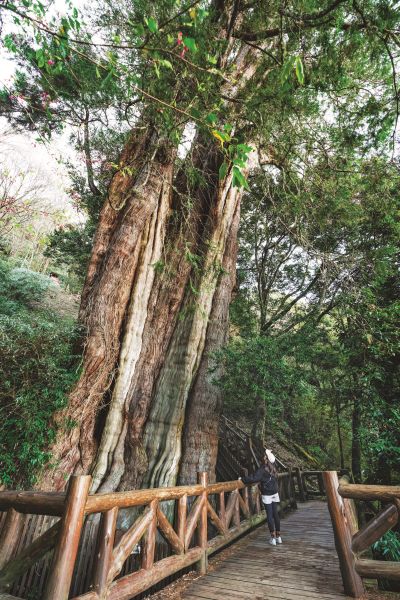 Travel In Taiwan 臺灣觀光月刊英文版—2024.May-June 南投_鹿林神木_張晉瑞攝