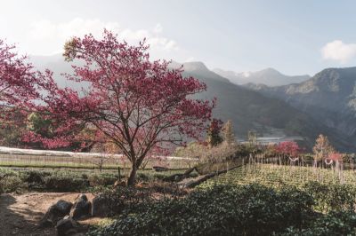 Travel In Taiwan 臺灣觀光月刊英文版—2024.May-June 南投_草坪頭觀光茶園_張晉瑞攝