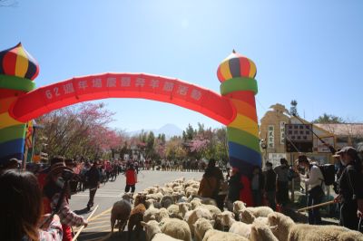 清境農場奔羊節 羊群抵達終點