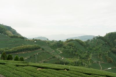 台灣觀光日文雙月刊─2025.3月號_封面故事:台灣茶_Part2茶山之旅_阿里山 1314景觀台