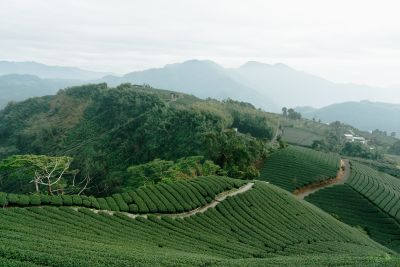 台灣觀光日文雙月刊─2025.3月號_封面故事:台灣茶_Part2茶山之旅_阿里山 1314景觀台