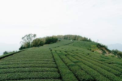 台灣觀光日文雙月刊─2025.3月號_封面故事:台灣茶_Part2茶山之旅_阿里山 1314景觀台