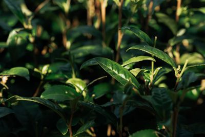 台灣觀光日文雙月刊─2025.3月號_封面故事:台灣茶_Part2茶山之旅_阿里山 石棹霞之道