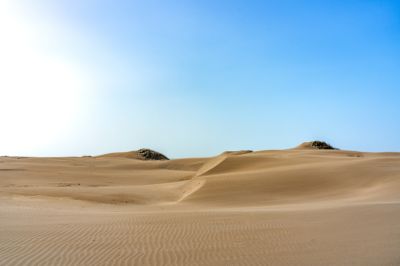  _WHY7624頂頭額沙洲