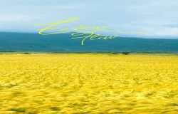 114年花東安心旅遊國際行銷影片(直式短影音) 114年花東安心旅遊國際行銷影片-06_稻浪_直式_有logo有音樂