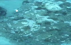  綠島小丑島生態重現生機調查記錄 (短影音)