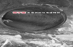  「綠島椰子蟹走涵洞往海邊釋卵」山海廊道試驗成果(短影音)