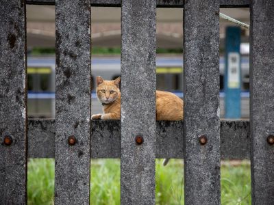  三牡猴雙百年聚落