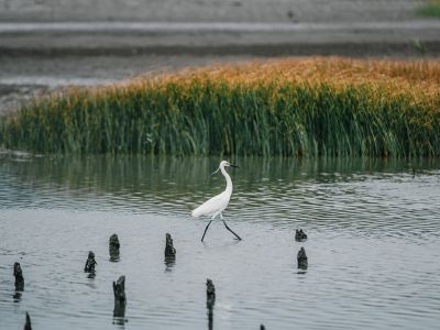 香山濕地賞蟹步道