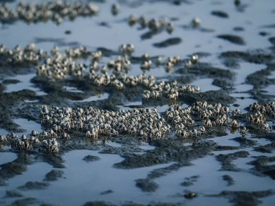  香山濕地賞蟹步道