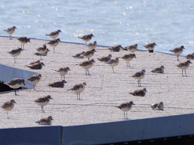 香山濕地賞蟹步道
